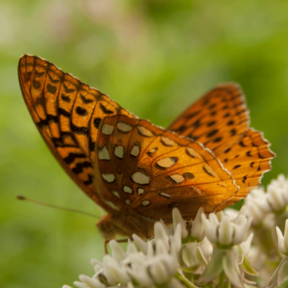 The Science of Transformation Through Long-Term Practice The Science of Transformation Through Long-Term Practice