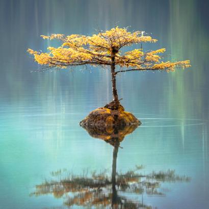 Transformative Stillness - Registration Transformative Stillness - Registration