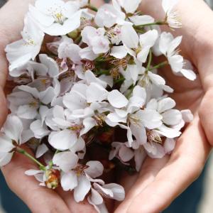 cupped hands flowers