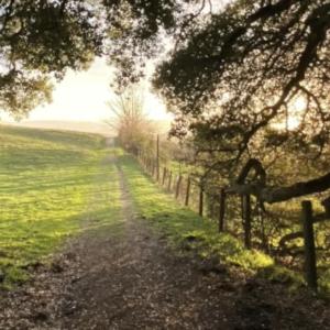 Oak Tree Photo