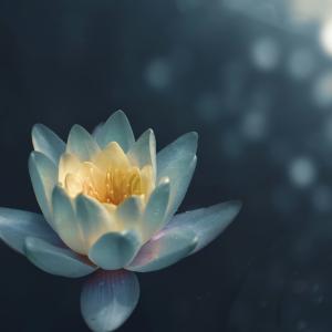 Lotus Flower Photo