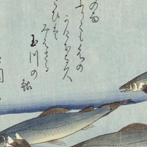 Fish swimming