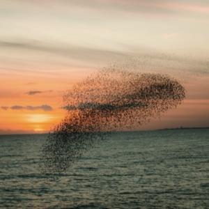 Bird Flock