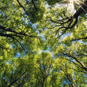 Trees