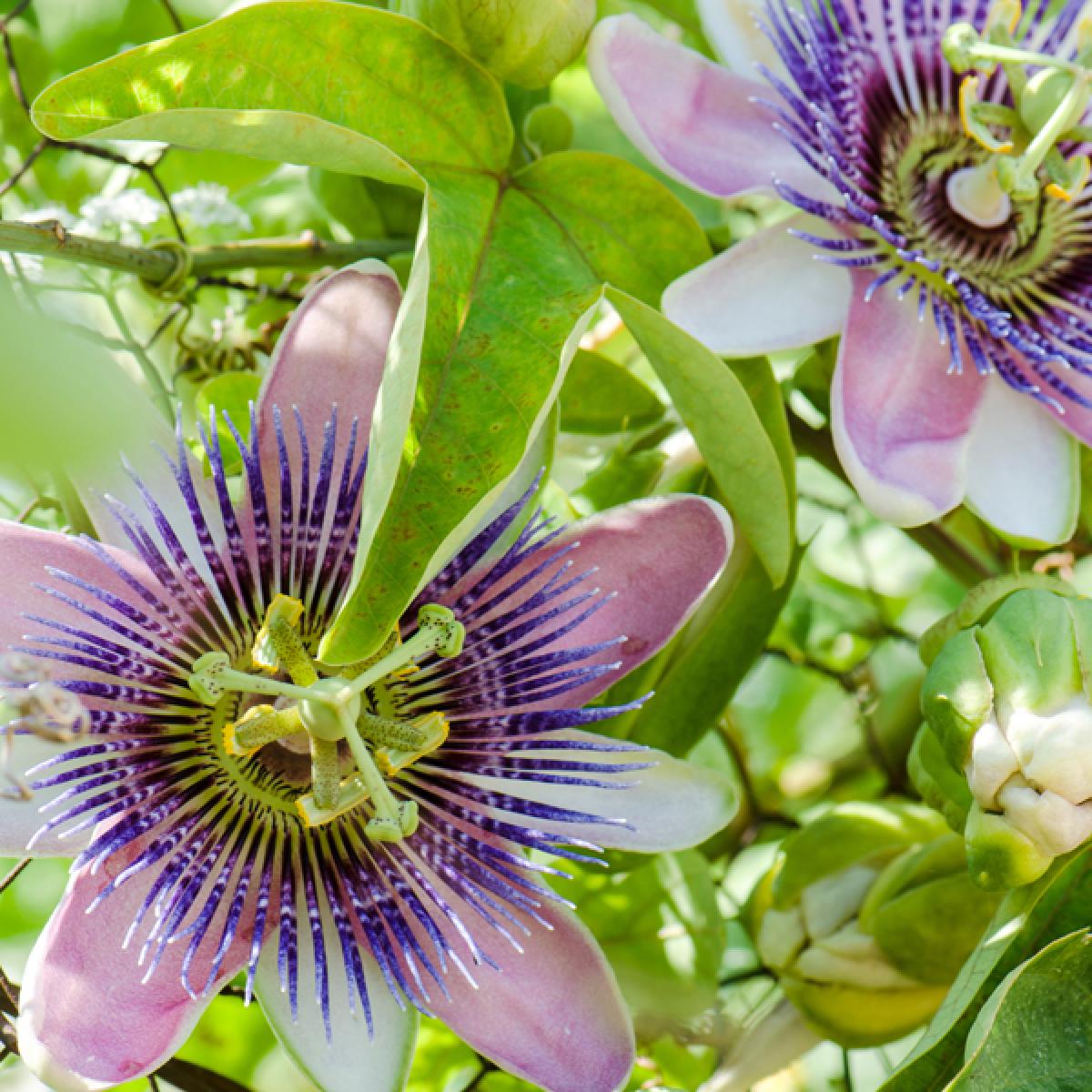 For the Love of ITP 2026