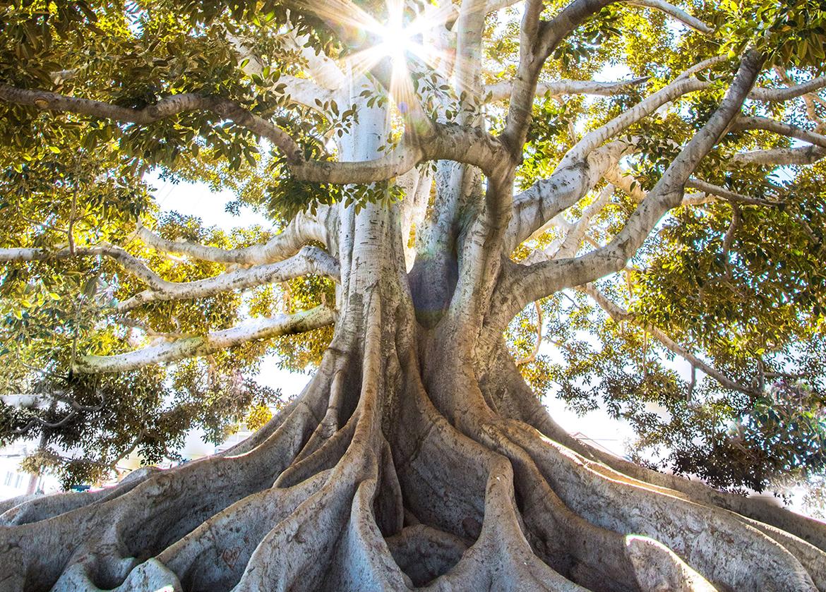 soul-tree-banner-image